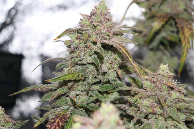 Bubble Kush Auto/RQS. Week 12 - Day 79