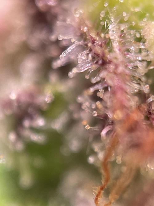 Bubble Kush Auto/RQS. Week 12 - Day 79