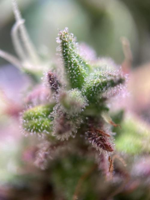 Bubble Kush Auto/RQS. Week 12 - Day 79