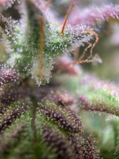 Bubble Kush Auto/RQS. Week 12 - Day 79