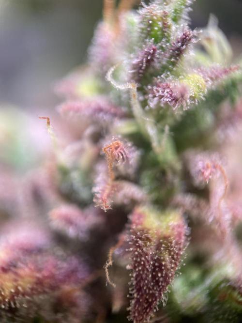 Bubble Kush Auto/RQS. Week 12 - Day 79