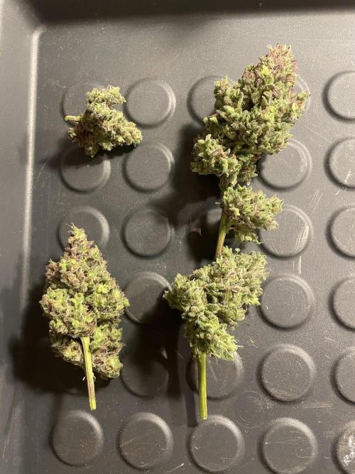 Bubble Kush Auto/RQS. Week 12 - Day 80, after wet trim