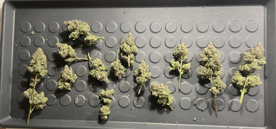 Bubble Kush Auto/RQS. Week 12 - Day 80, after wet trim