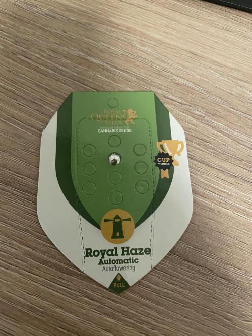 Royal Haze Auto/RQS. Week 0