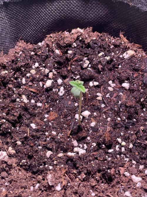 Royal Haze Auto/RQS. Week 1 - Day 3