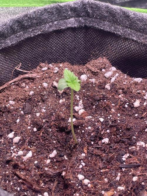 Royal Haze Auto/RQS. Week 1 - Day 5