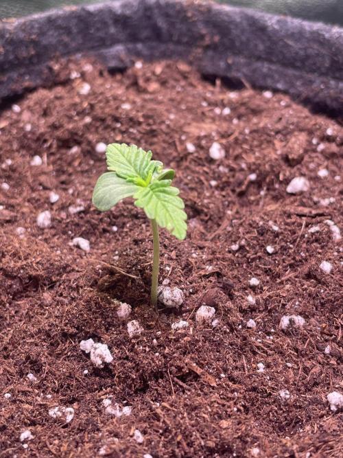 Royal Haze Auto/RQS. Week 1 - Day 6