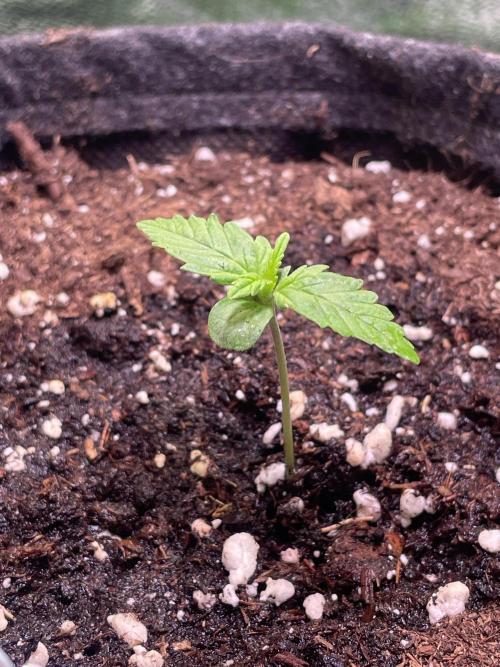 Royal Haze Auto/RQS. Week 2 - Day 8