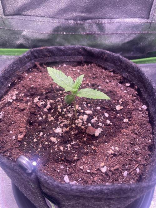 Royal Haze Auto/RQS. Week 2 - Day 10