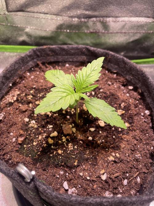Royal Haze Auto/RQS. Week 2 - Day 12