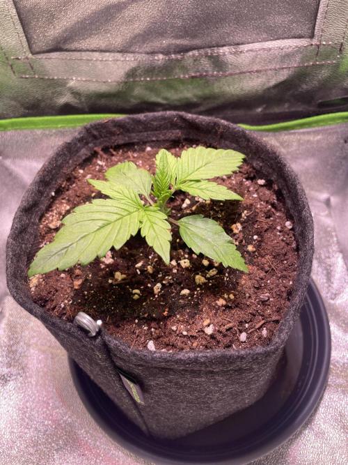 Royal Haze Auto/RQS. Week 2 - Day 14