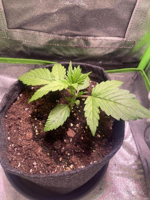 Royal Haze Auto/RQS. Week 3 - Day 16