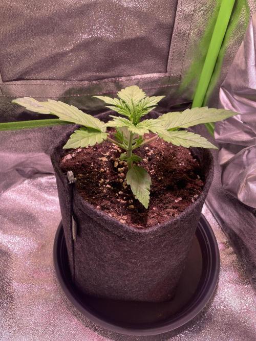 Royal Haze Auto/RQS. Week 3 - Day 17