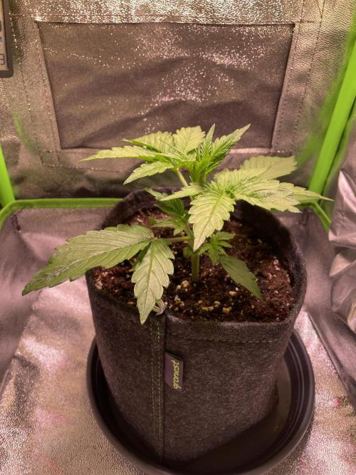 Royal Haze Auto/RQS. Week 3 - Day 18