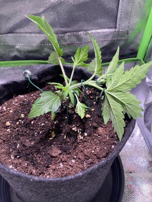 Royal Haze Auto/RQS. Week 3 - Day 18 after LST