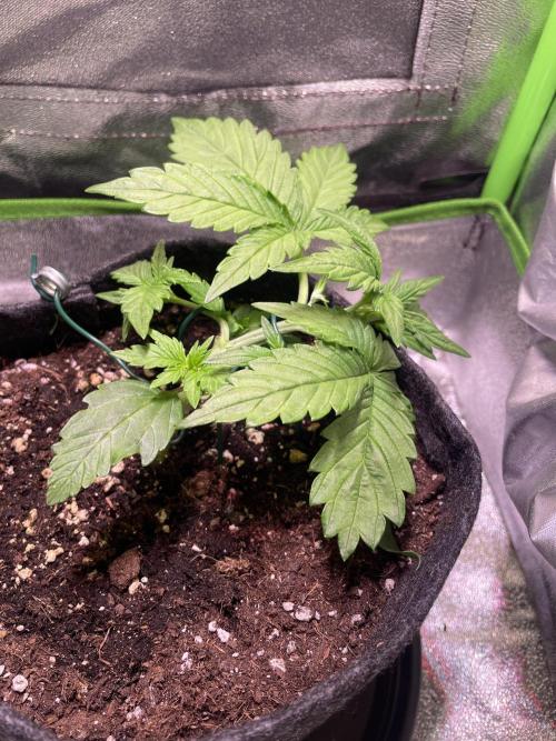 Royal Haze Auto/RQS. Week 3 - Day 19