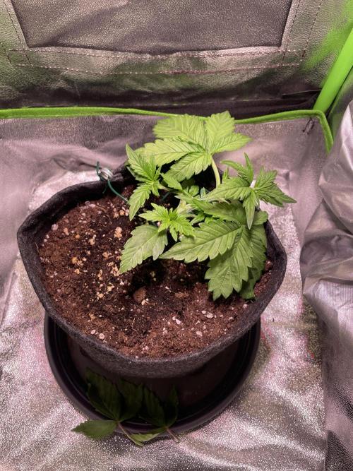 Royal Haze Auto/RQS. Week 3 - Day 19