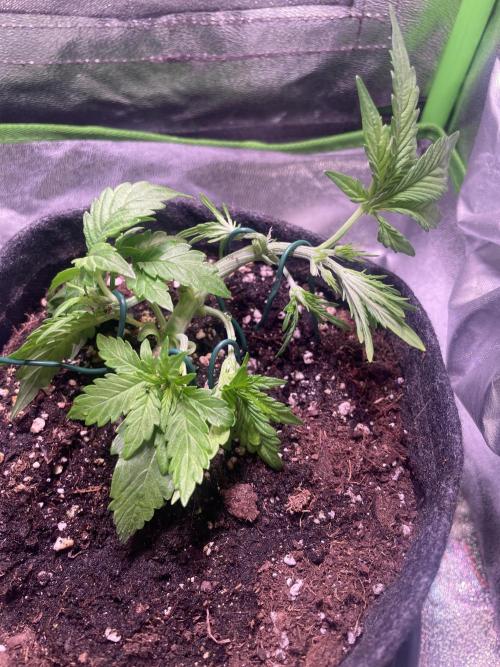 Royal Haze Auto/RQS. Week 3 - Day 20
