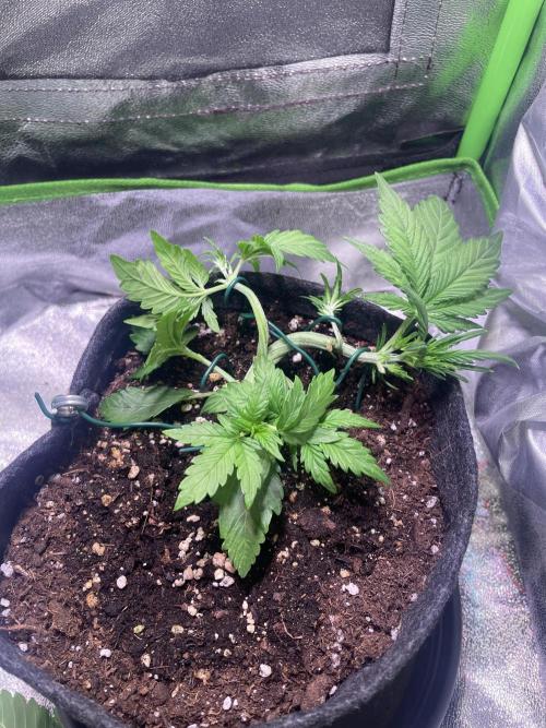 Royal Haze Automatic. Week 3