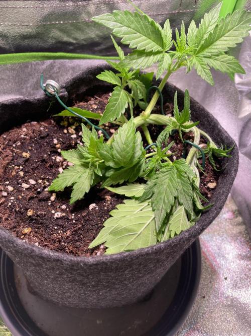 Royal Haze Auto/RQS. Week 4 - Day 22