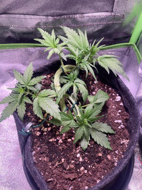 Royal Haze Auto/RQS. Week 4 - Day 24