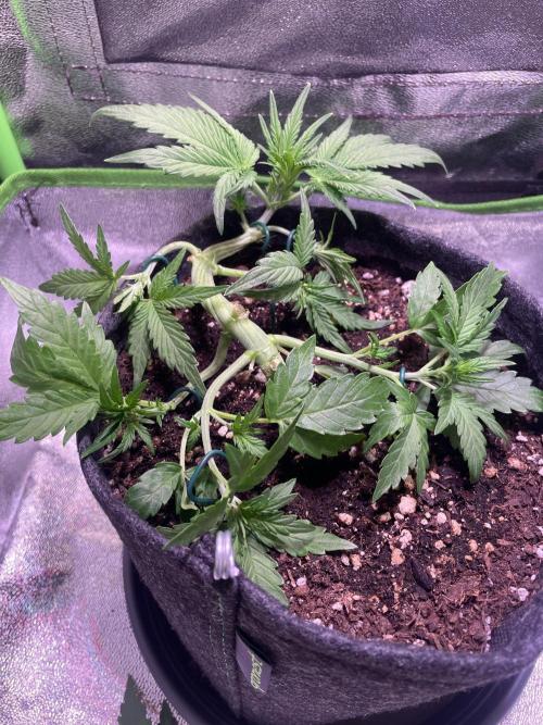 Royal Haze Auto/RQS. Week 4 - Day 25
