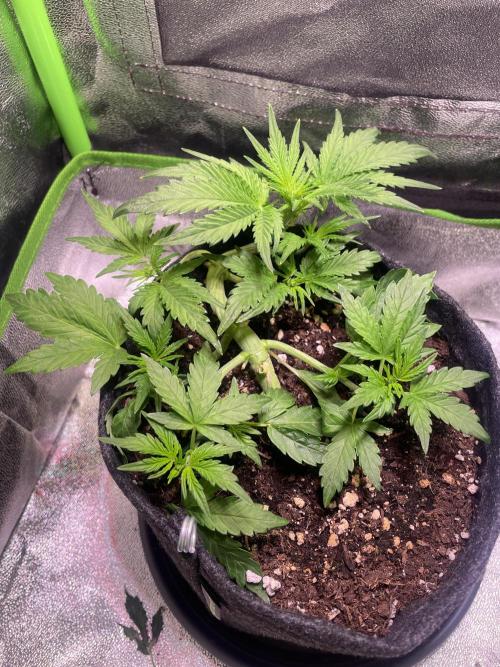 Royal Haze Auto/RQS. Week 4 - Day 25