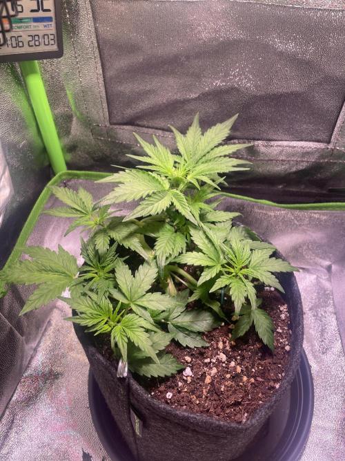 Royal Haze Auto/RQS. Week 4 - Day 26