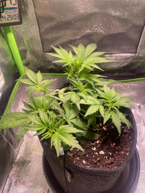 Royal Haze Automatic. Week 4