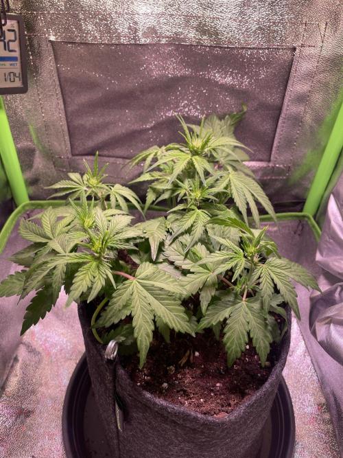 Royal Haze Auto/RQS. Week 5 - Day 30