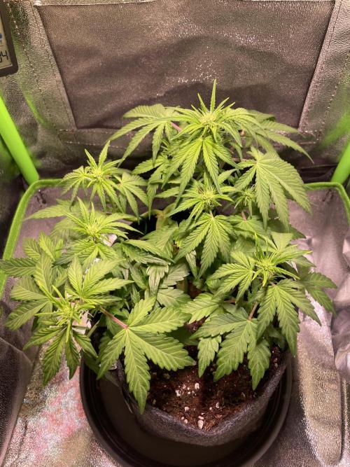 Royal Haze Auto/RQS. Week 5 - Day 31