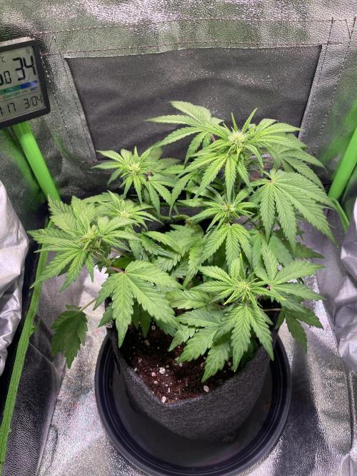 Royal Haze Auto/RQS. Week 5 - Day 32