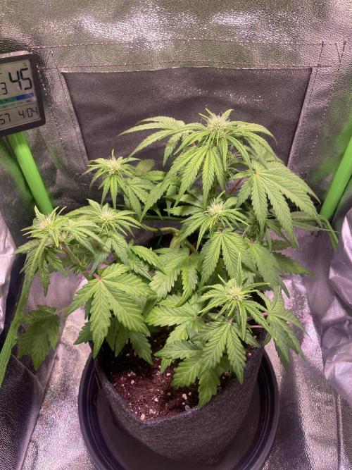 Royal Haze Auto/RQS. Week 5