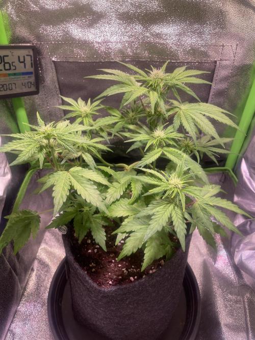 Royal Haze Auto/RQS. Week 5 - Day 33