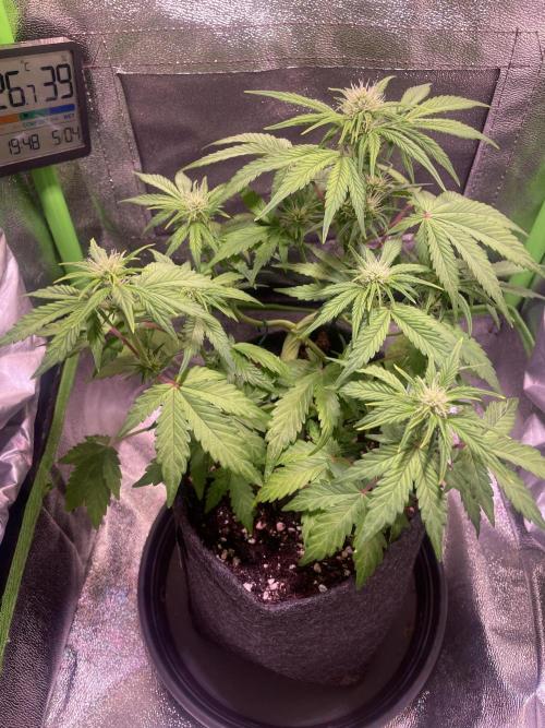 Royal Haze Auto/RQS. Week 5 - Day 34