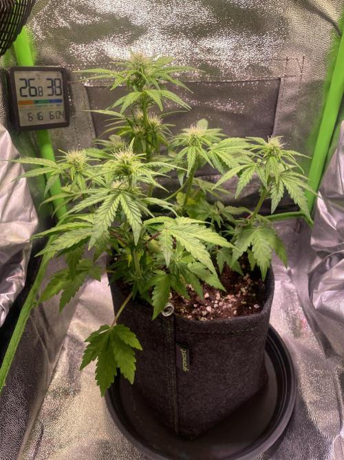 Royal Haze Automatic. Week 5