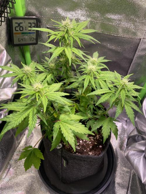 Royal Haze Auto/RQS. Week 6 - Day 36