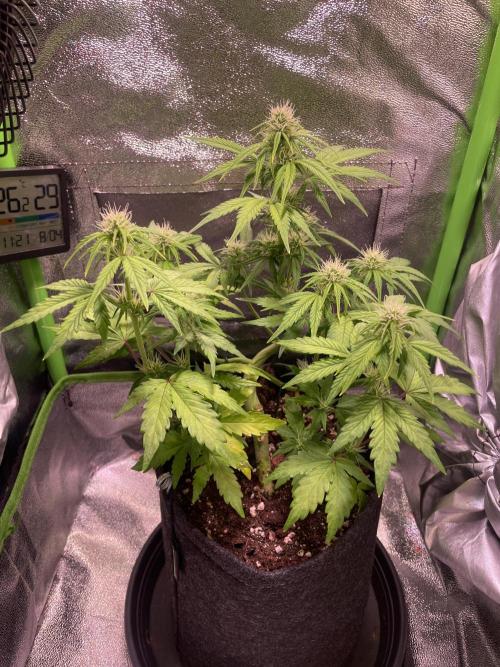 Royal Haze Auto/RQS. Week 7 - Day 37