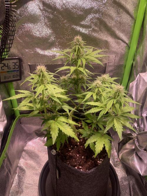 Royal Haze Auto/RQS. Week 7 - Day 39