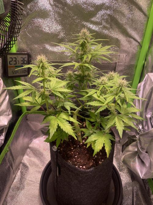 Royal Haze Auto/RQS. Week 7 - Day 40