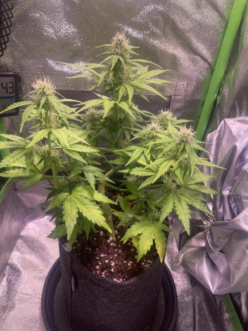 Royal Haze Automatic. Week 7