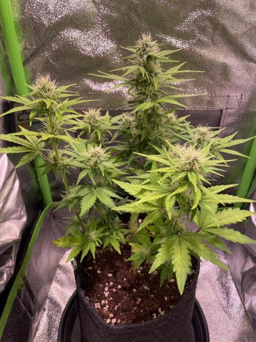 Royal Haze Auto/RQS. Week 8 - Day 43
