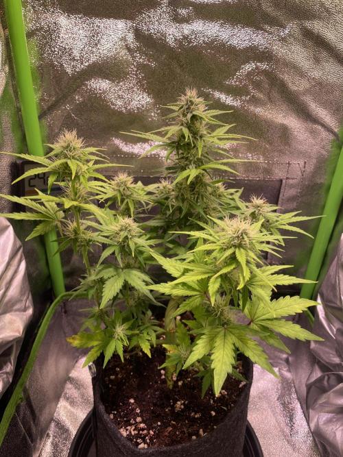 Royal Haze Auto/RQS. Week 8 - Day 44
