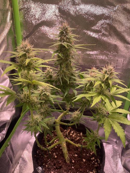 Royal Haze Auto/RQS. Week 8 - Day 49