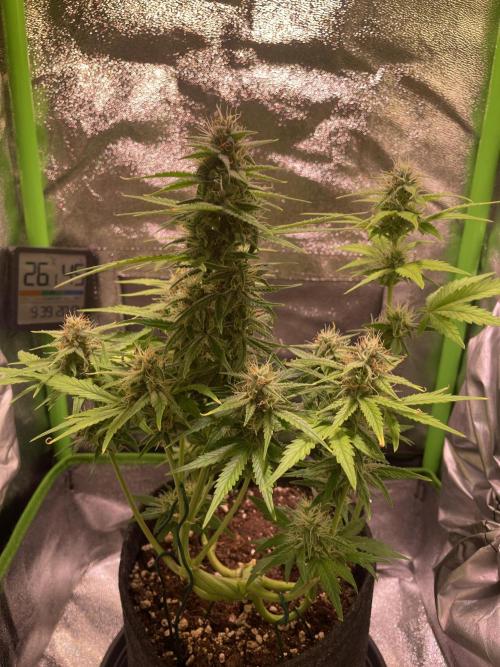Royal Haze Auto/RQS. Week 8 - Day 49