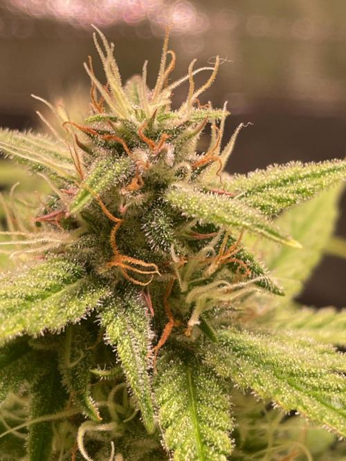 Royal Haze Automatic. Week 8