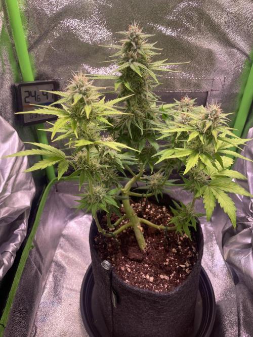 Royal Haze Auto/RQS. Week 9 - Day 50