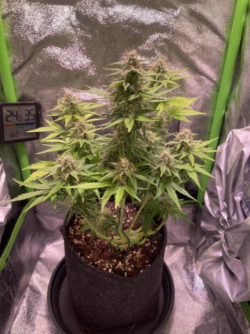 Royal Haze Auto/RQS. Week 9 - Day 51