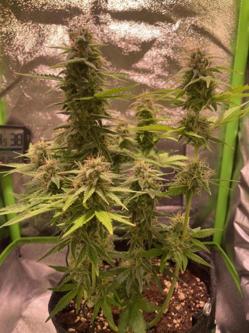 Royal Haze Auto/RQS. Week 9 - Day 53
