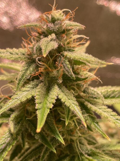 Royal Haze Automatic. Week 9